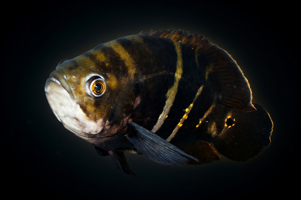 Astronotus crassipinnis — Oscar Fish