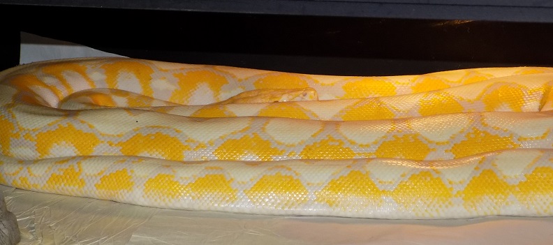 Reticulated Python — Lavender Lemon