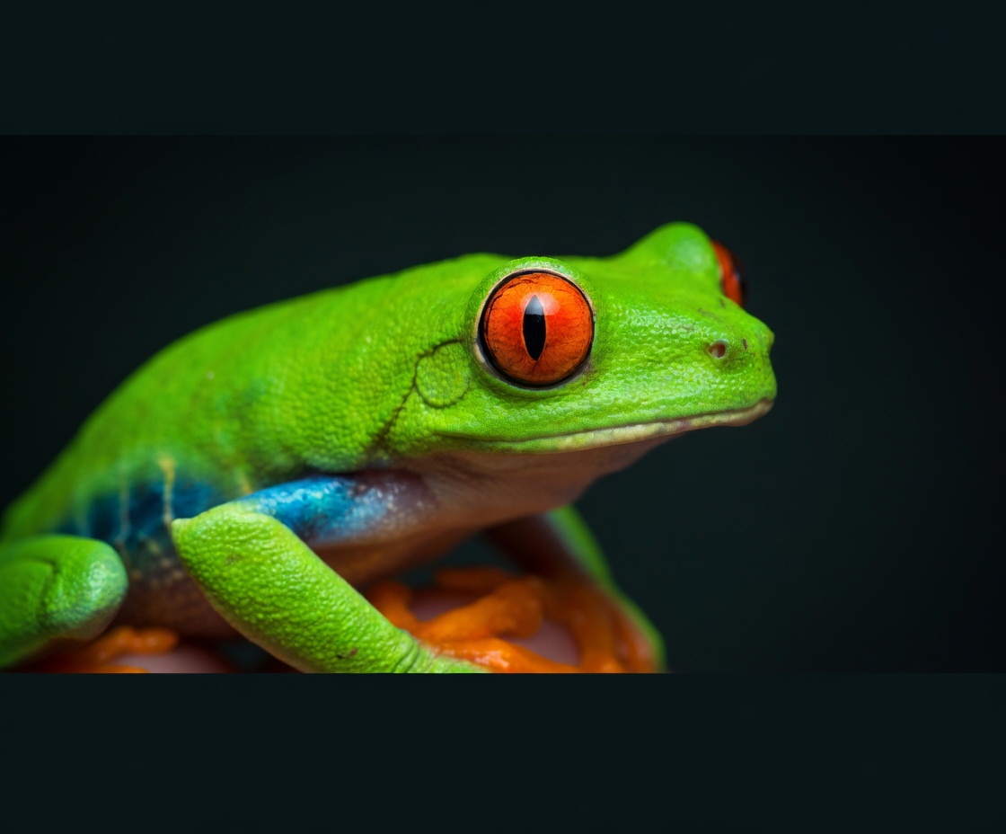 Red-Eyed Tree Frog - Exotic Pet Expos