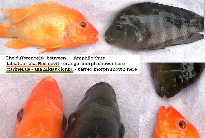Red Devil vs Midas Cichlid comparison — Amphilophus labiatus and Amphilophus citrinellus
