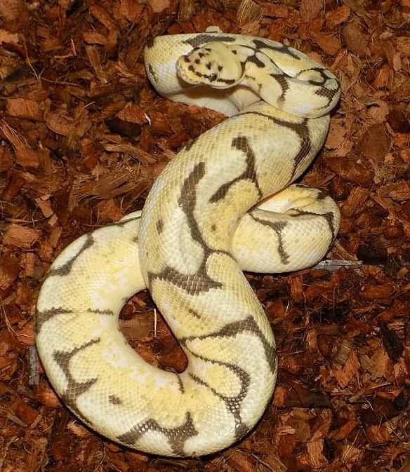 Ball Python morphs