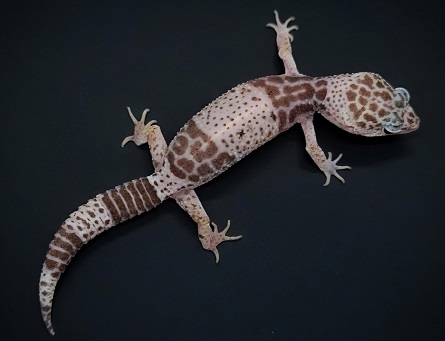 Eublepharis fuscus — West Indian Leopard Gecko yearling