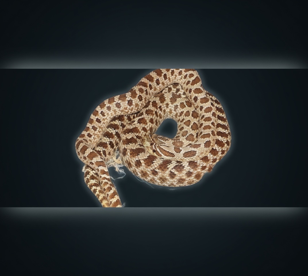 Western Hognose Snake