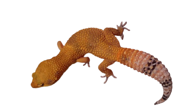 Leopard Gecko — Eublepharis macularius