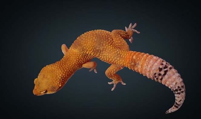 Hypo Leopard Gecko — Eublepharis macularius